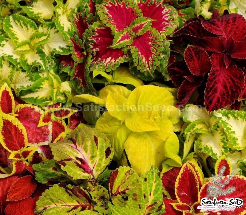 everest mix coleus seeds