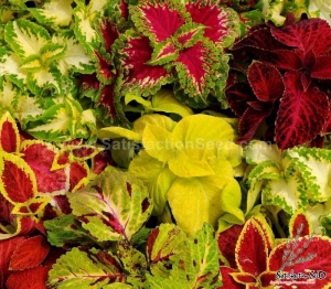 everest mix coleus seeds