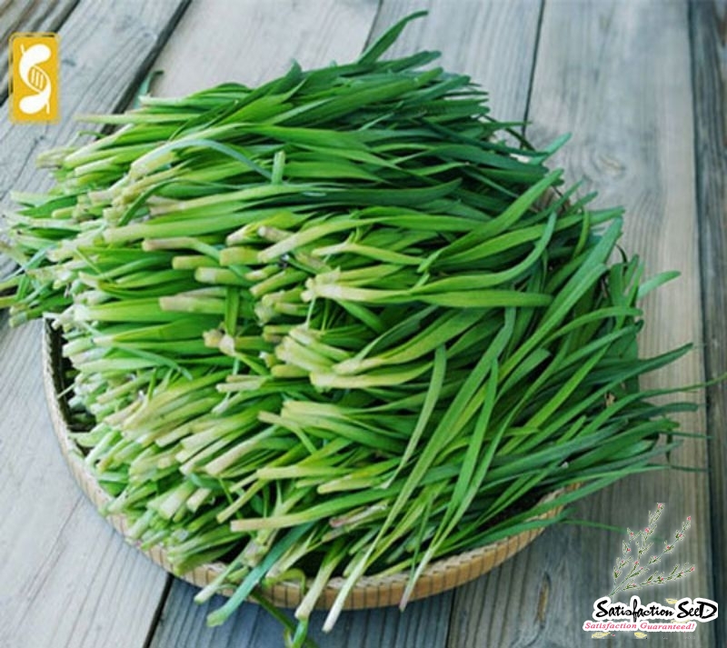 garlic chives seeds