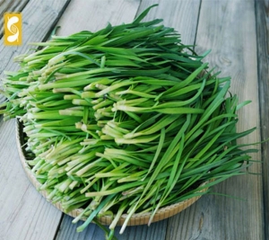 garlic chives seeds