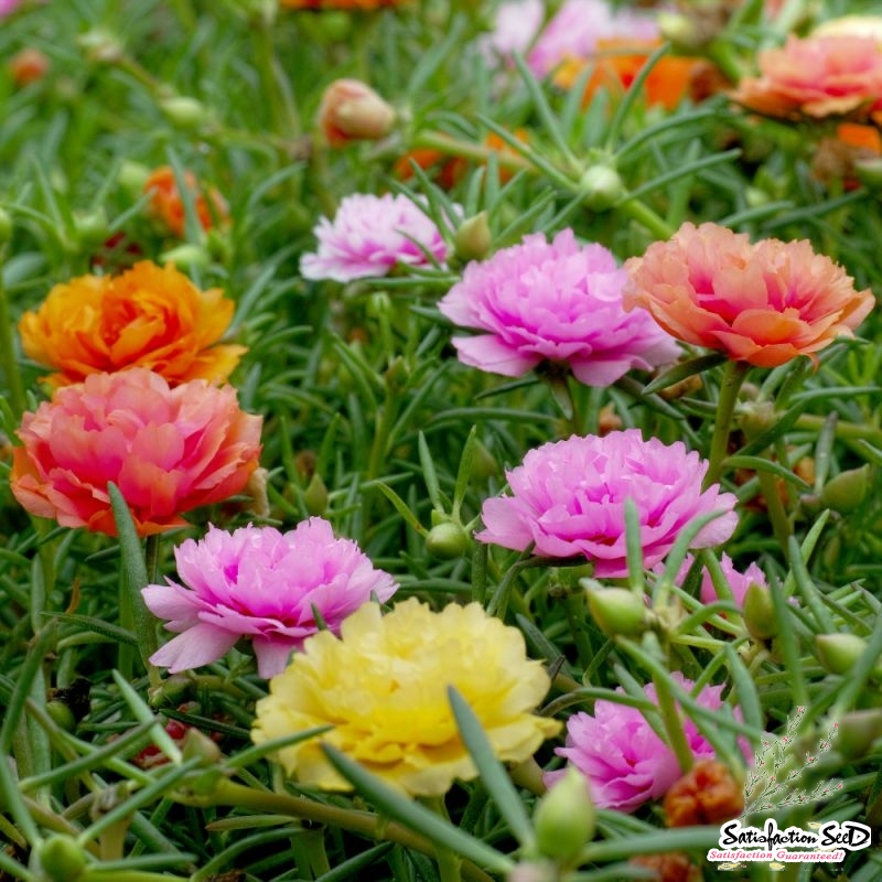 extra double mix moss rose seeds