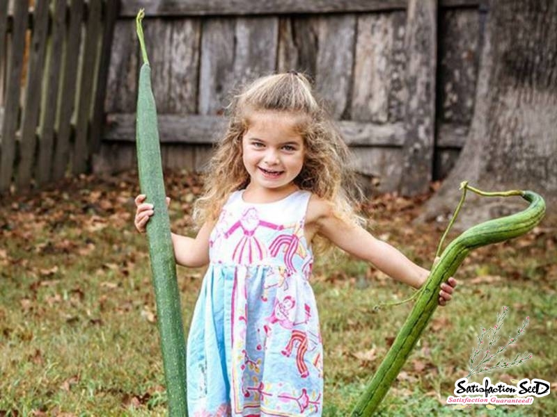 extra long sponge gourd luffa seeds