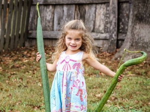 extra long sponge gourd luffa seeds