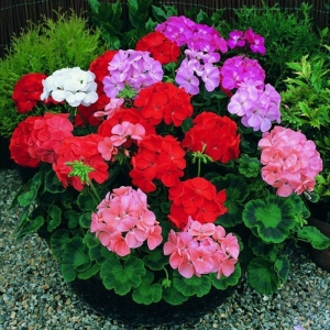 f2 mix perennial geranium seeds