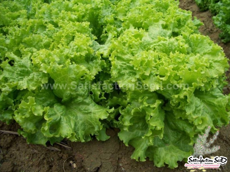 fast fall heat resistant lettuce seeds