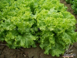 fast fall heat resistant lettuce seeds