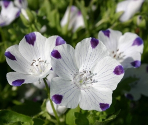 five spot nemophila seeds