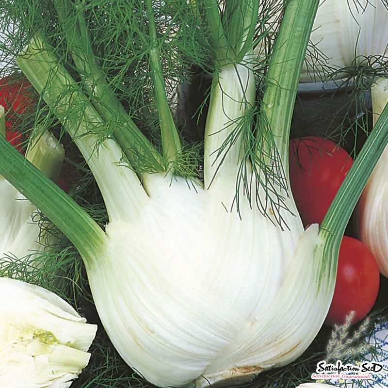 florence fennel seeds