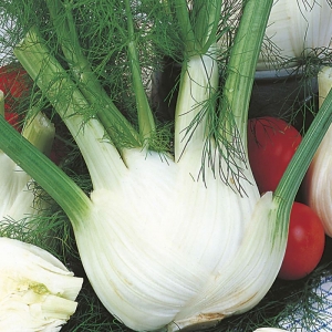 florence fennel seeds