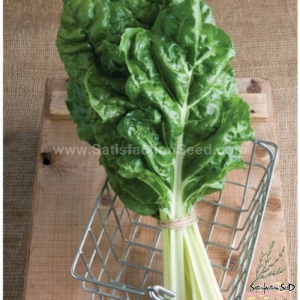 fordhook giant swiss chard seeds