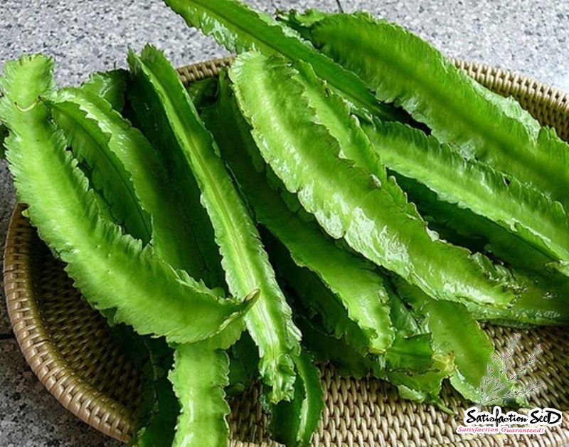 four angled dragon bean seeds