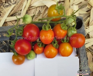 four seasons cherry tomato seeds
