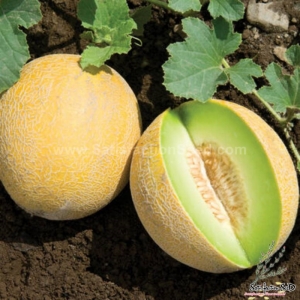 galia f1 netted melon seeds