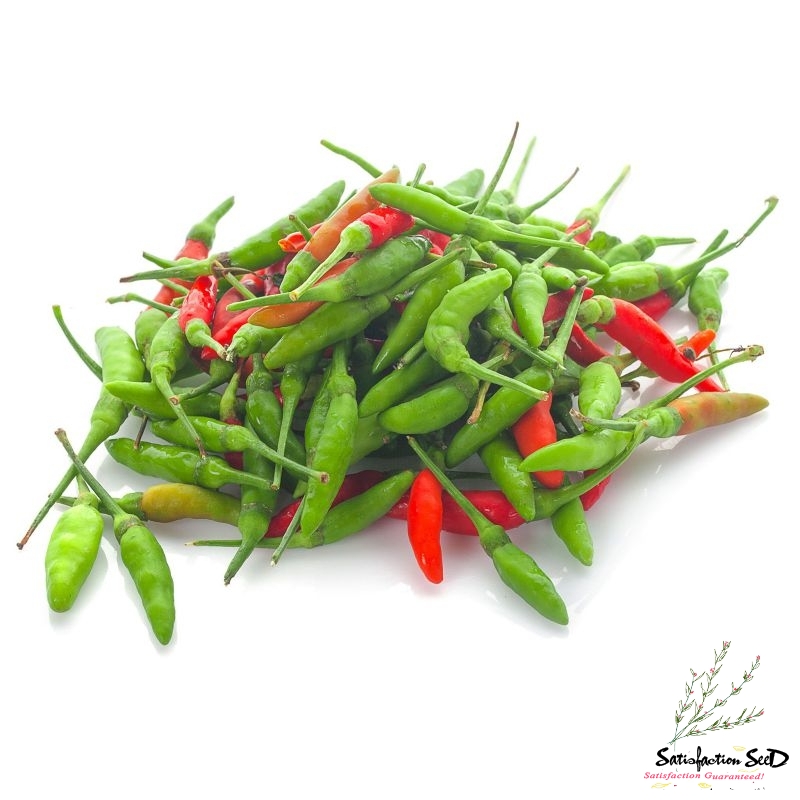 garden bird chilli pepper seeds