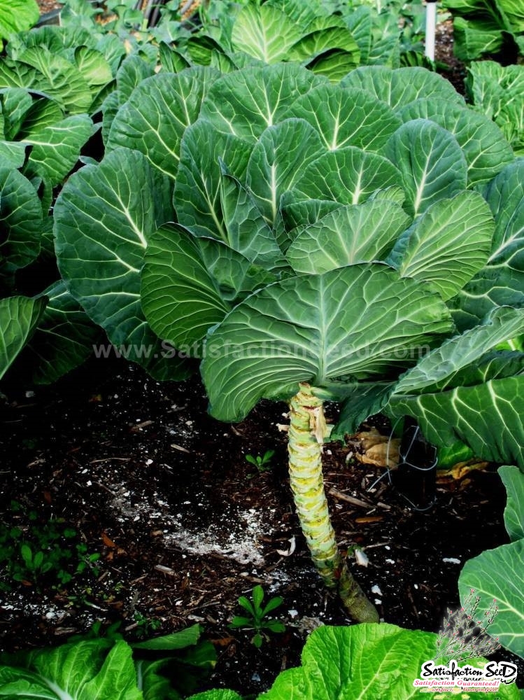 georgia collards seeds