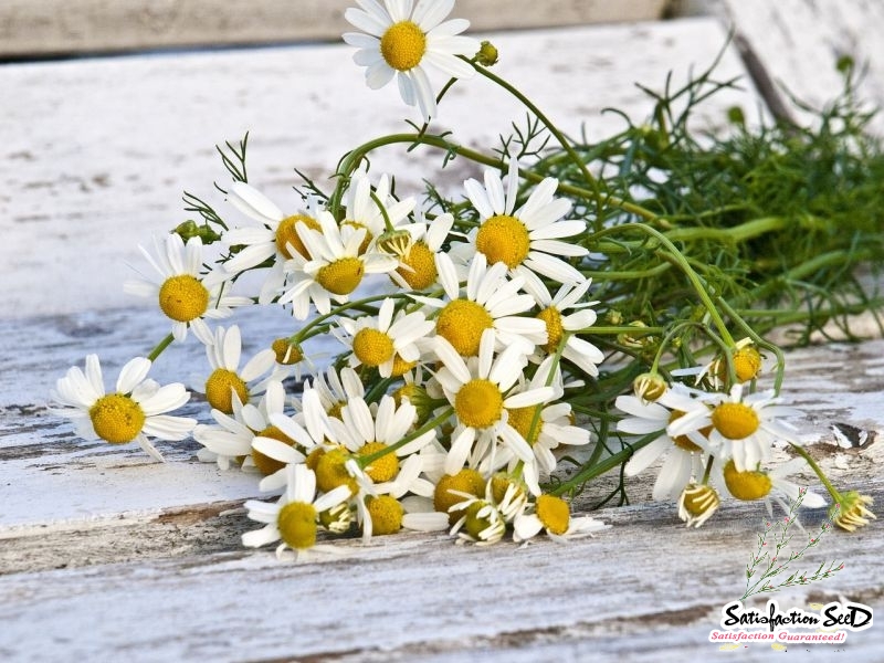 german chamomile seeds