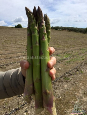goliath f1 asparagus seeds