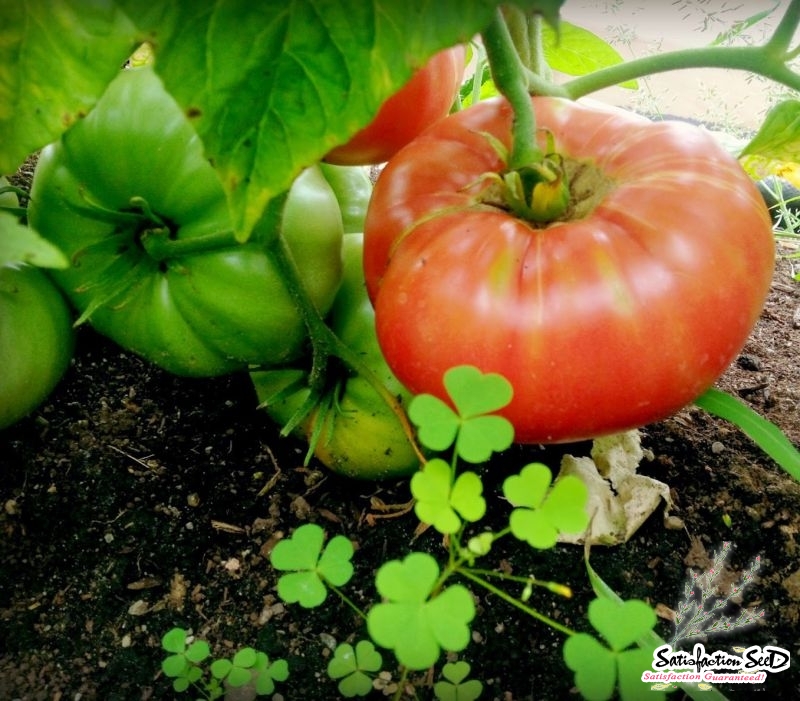 giant belgium tomato seeds