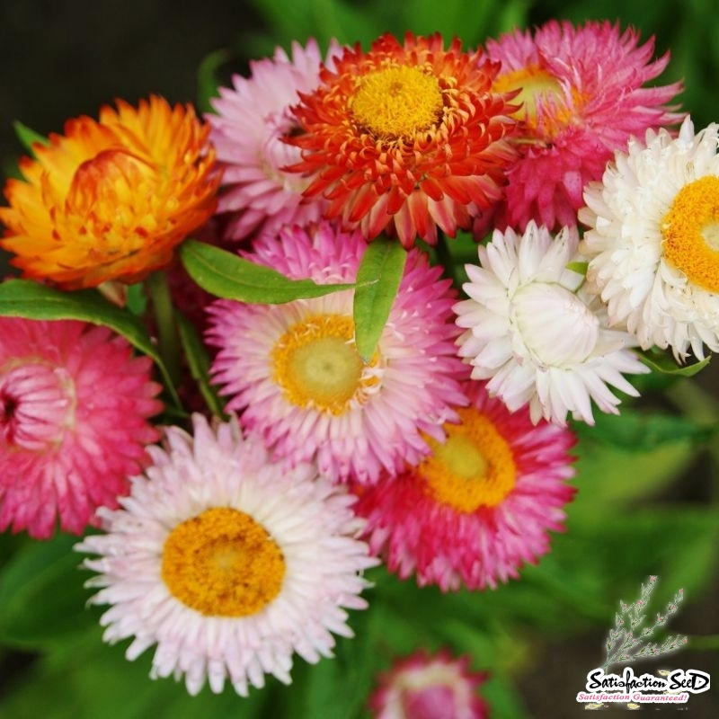 giant flowered mix strawflower seeds