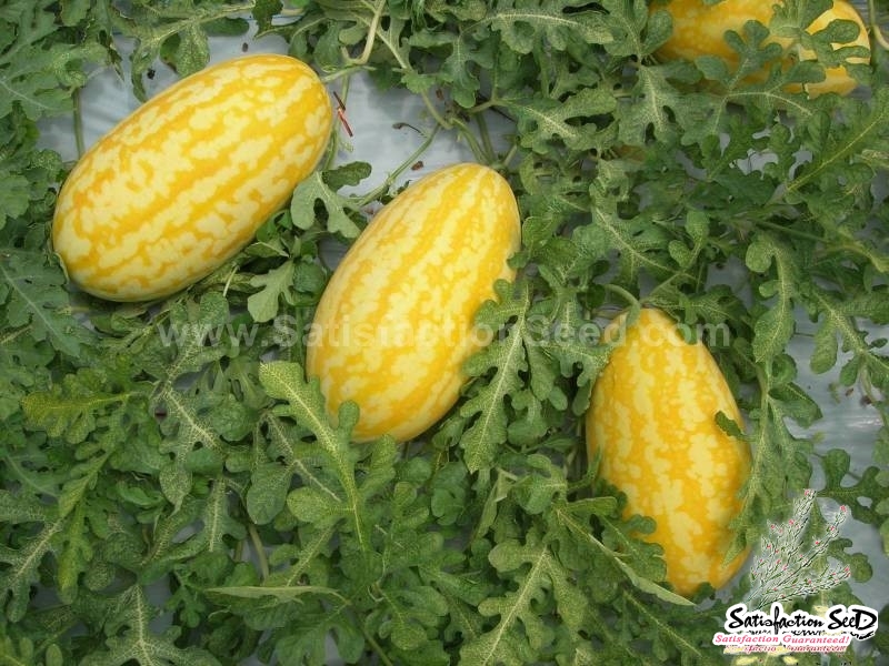 gold in gold f1 watermelon seeds