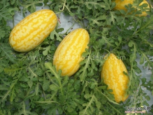 gold in gold f1 watermelon seeds