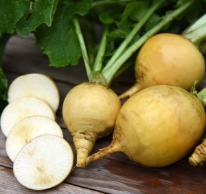 golden ball turnip seeds