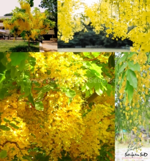 golden shower flowering tree seeds