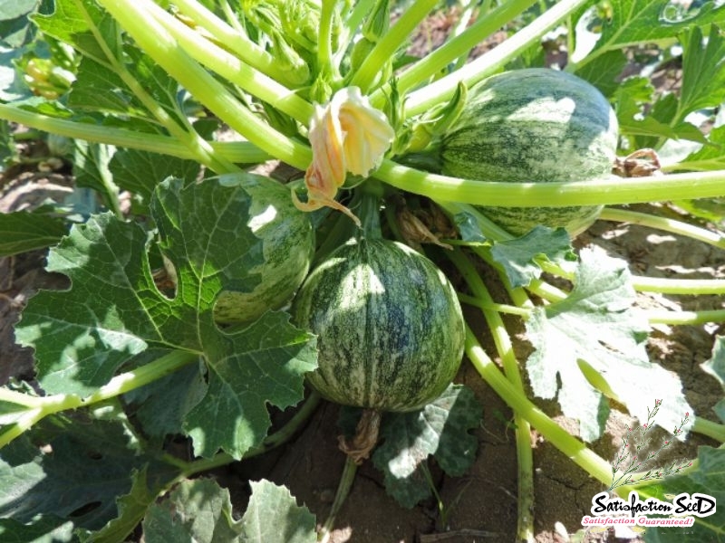 green ball summer squash seeds