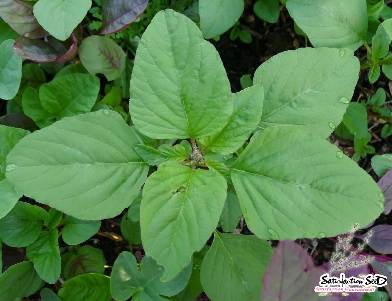 green edible amaranth chinese spinach seeds