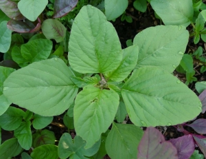green edible amaranth chinese spinach seeds