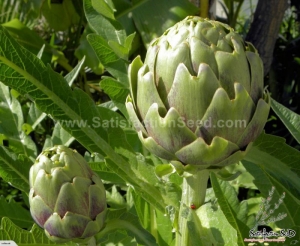 green globe artichoke seeds