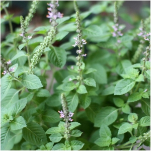 green holy basil seeds