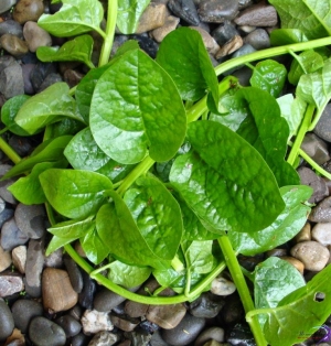 green malabar spinach seeds