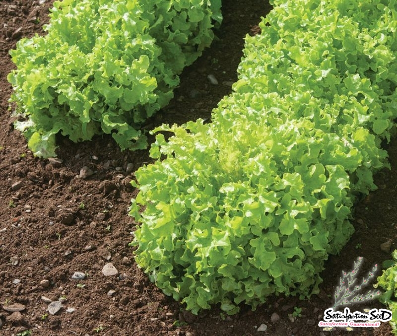 green saladbowl lettuce seeds