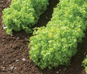 green saladbowl lettuce seeds