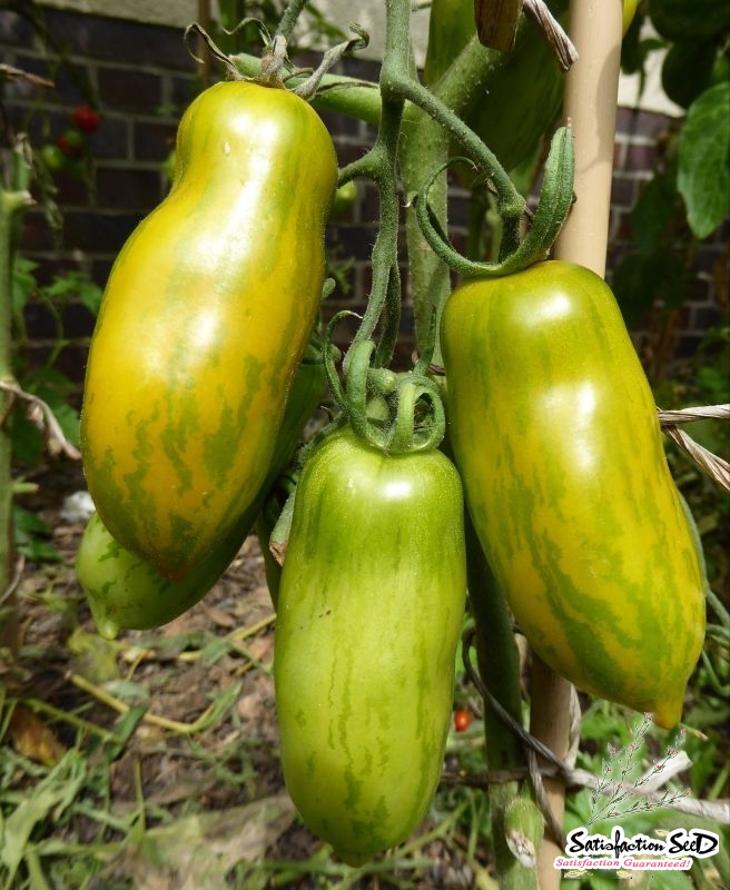 green sausage tomato seeds