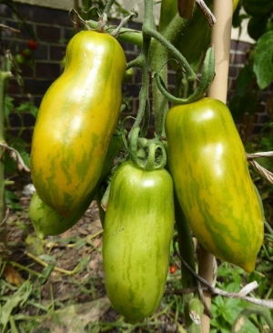 green sausage tomato seeds