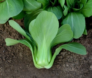 green stem pak choi seeds