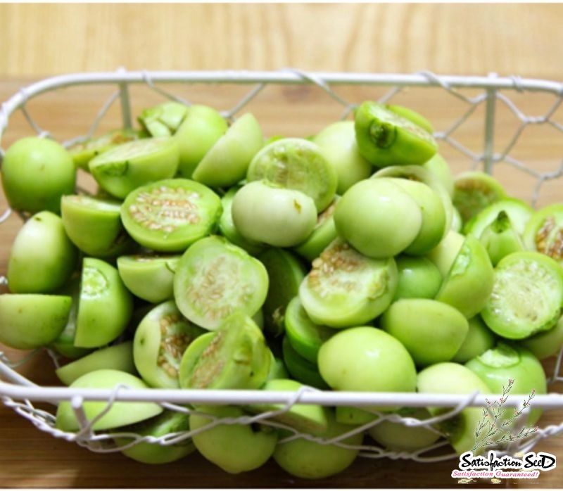 green white kermit african eggplant seeds