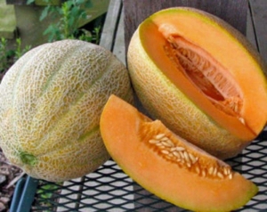 hales best jumbo melon seeds