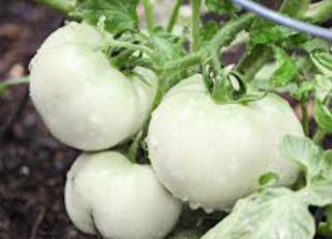 white giant round african eggplant seeds