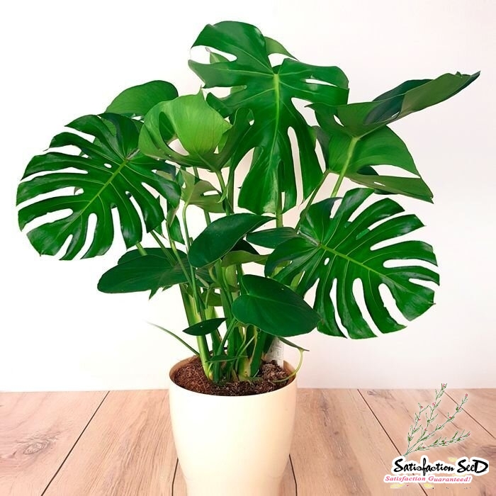 monstera deliciosa seeds