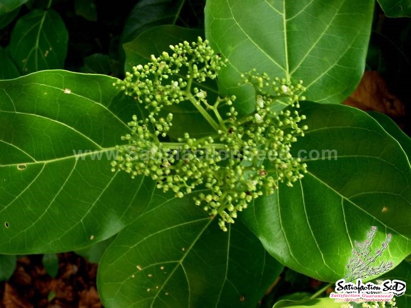 Suong Sam Long Yanang Jelly Seeds Satisfaction 100