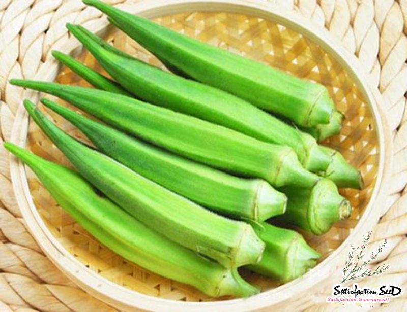 heat resistant green okra seeds