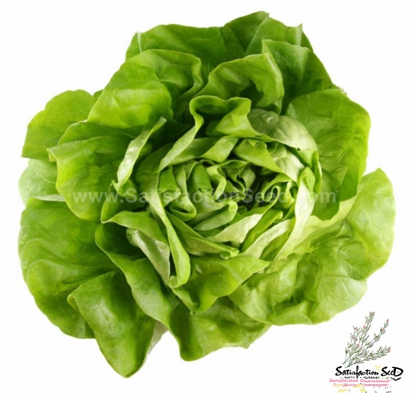 heirloom butterhead lettuce seeds