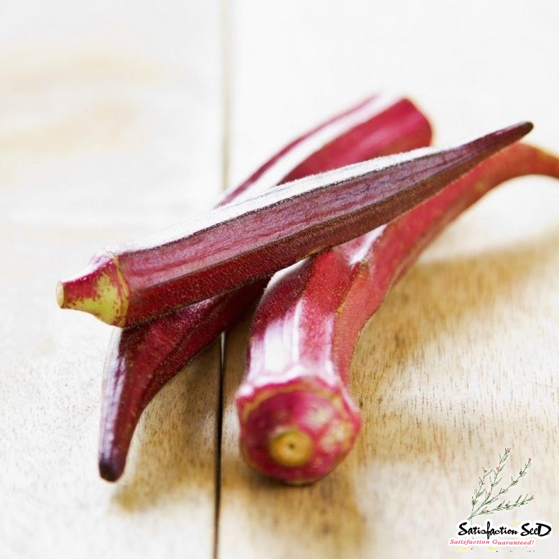 heirloom red burgundy okra seeds