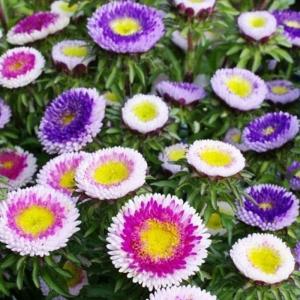 hinomaru pompon mix aster seeds