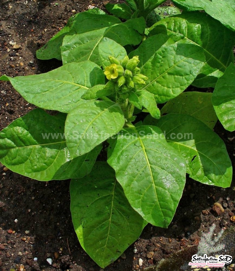 sacred hopi tobacco seeds