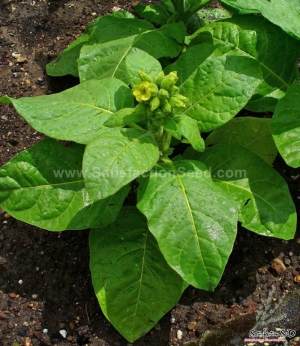 sacred hopi tobacco seeds