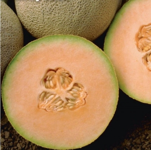 honey rock melon seeds